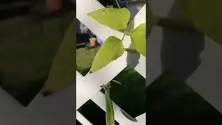 Garden Update 27 Oct 24