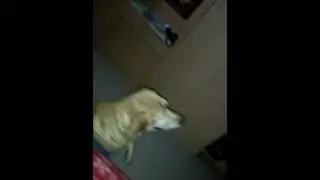 Labrador Stunts