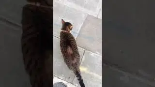 Cat video calming