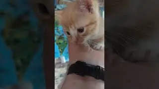 Подарочек😻 #cat #котенок #kitten #catlover #shorts #mom #moments #симбочка #симба