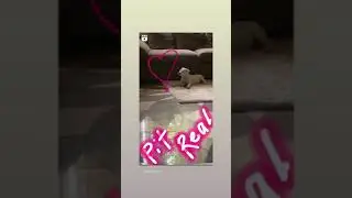 Так живут питбули из ПитРеала