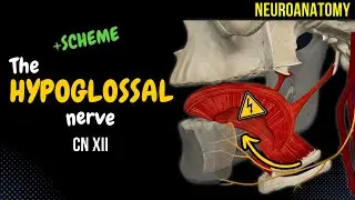 CN 12: Hypoglossal Nerve (EASY Scheme + Animation)