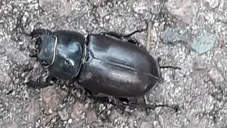 Le Scarabée et la mouche
