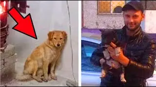 The dog plaintively asked for help for the puppies. But people were passing by!