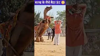 ऊंट को बिठा दिया बतख के जैसे 😳