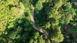 Forest Video Compilation - Full HD #30