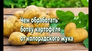 Супер средство для обработки картофеля от колорадского жука и эксперимент с посадкой.
