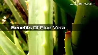 benefits of aloe vera