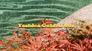 Making a Mood Board with Yashica Golden 80s Film