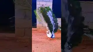 pecock dance dance in  Rainseason