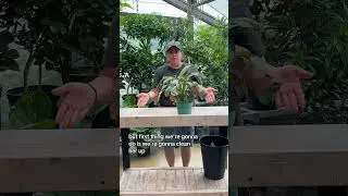 Part 1: Fixing an Overwatered Peace Lily