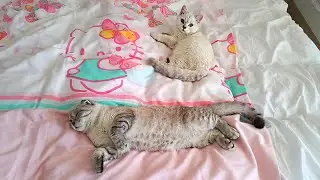 Черная дыра почти схлопнулась! Последний день: котозавтрак - пляж - ужин на реке. В путь! Аланья