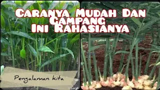 How to sow, transplant ginger so that it becomes fertile quickly and correctly