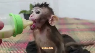 Sweet adorable baby monkey Ting Ting trying to get milk,Much hungry cute baby Ting Ting