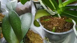 PART 3. MY ORCHIDS AT THE END OF OCTOBER) ❣️❤️😍