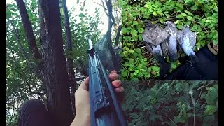 Airgun Hunting 2021. First and Successful Wood Pigeon Hunt!