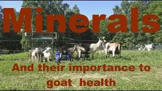 Minerals and their importance to goat health