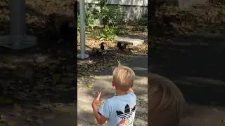 Петухи привлекли внимание детей на улице. Видео на прогулке! #beachbaby #funnybaby #kids #beachplay