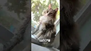 Три редкие и необычные породы кошек #кот #коты #котики