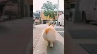 Попка корги :3