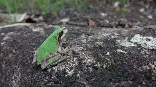 Froggy On A Rock
