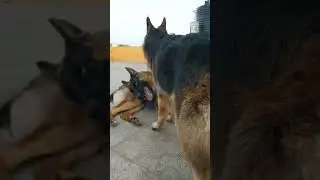 Debbie and Wolfie Play Time