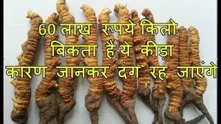 ये कीड़ा 60 लाख रूपये किलो बिकता है कारण जानकर दंग रह जाएंगे | Yarsagumba | Yarsagumba medicine
