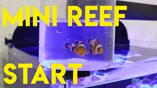 mini reef 50 | start | september