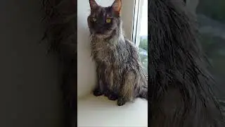 С лёгким паром! #cat #猫 #고양이 #кот #котик