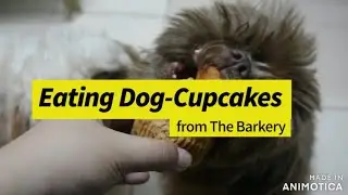 Dogs Eating Cupcakes from the Barkery | MDC DOGS
