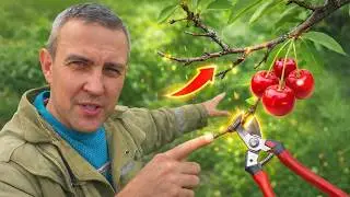 Pruning cherry trees in spring