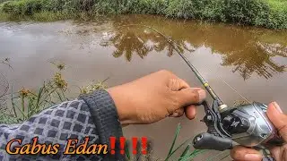 Field Test Reel BC SEASIR M1 Langsung Gacor‼️ | Casting Ikan Gabus