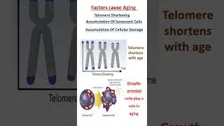 Science Behind Aging || Physics || Biology