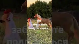 Маленькая лошадь поняла совет убить лошадь