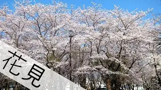 CHERRY BLOSSOM SEASON | Japan