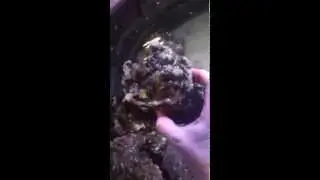 Fresh Manado Live Rock Shipment 5-9-15