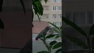 Talking parrot Jaco Bender sings: Oh, my life is a tin can... @bender_gromov