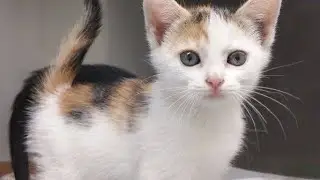 kucing lucu 1978