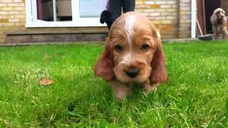 One of the video's off the DVD