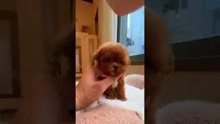 my baby poodle is cutest !!