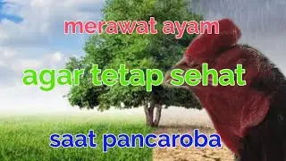 tips , mecegah dampak pancaroba bagi ayam laga