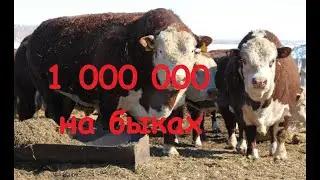 Как на быках заработать МИЛЛИОН