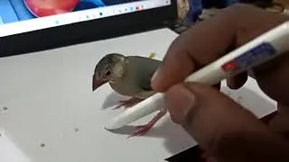 Funny Bird | Java sparrow