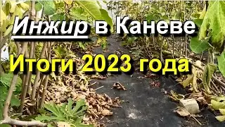 Инжир в Каневе. Подвожу итоги 2023 года. 2023 10 24