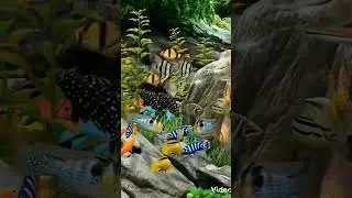 Шанкар шоу