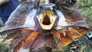 animales mas raros del mundo