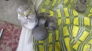 Rescuing cat Dasha and her kittens.