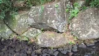 Morning walking （exercise）