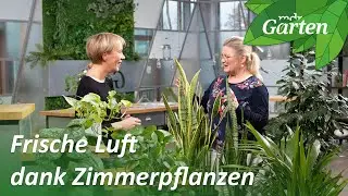 Diese Pflanzen reinigen die Luft im Schlafzimmer oder Büro | MDR Garten