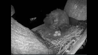 Great Horned Owl Ennis 3rd Egg